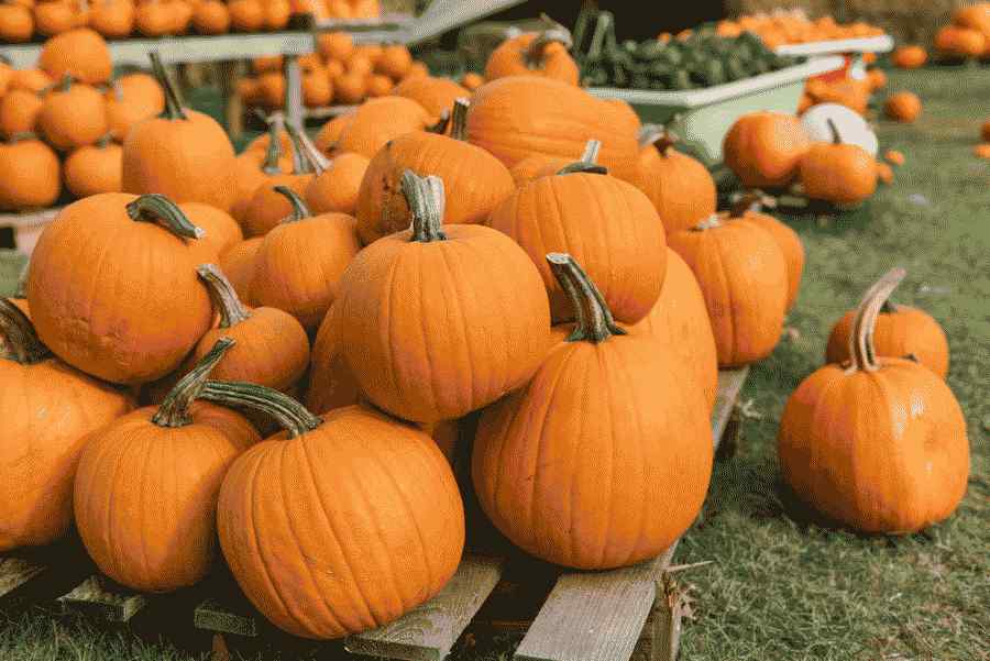 Kõrvitsa väljapanek Halloweeniks