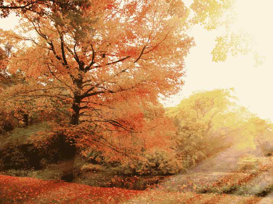 Mabon bønner Mabon bønner
